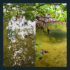 Win Fortis Sunglasses Instantly - Big Carp Giveaways